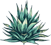 agave - Mezcal Sabiondo