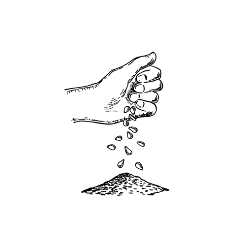 siembra hijuelos - Mezcal Sabiondo